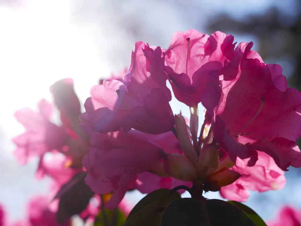 Pink Rhododendron Petals Sunlight Backlighting