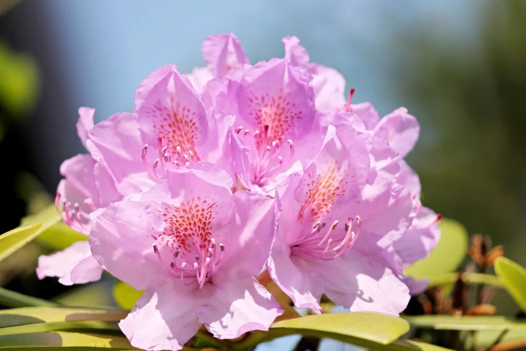 Pink Rhododendron Petals Blooming gray Nature