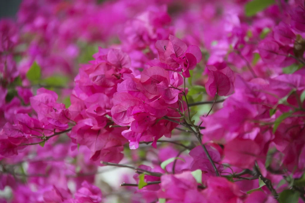 Pink Rhododendron Petals Dense warm Blooms