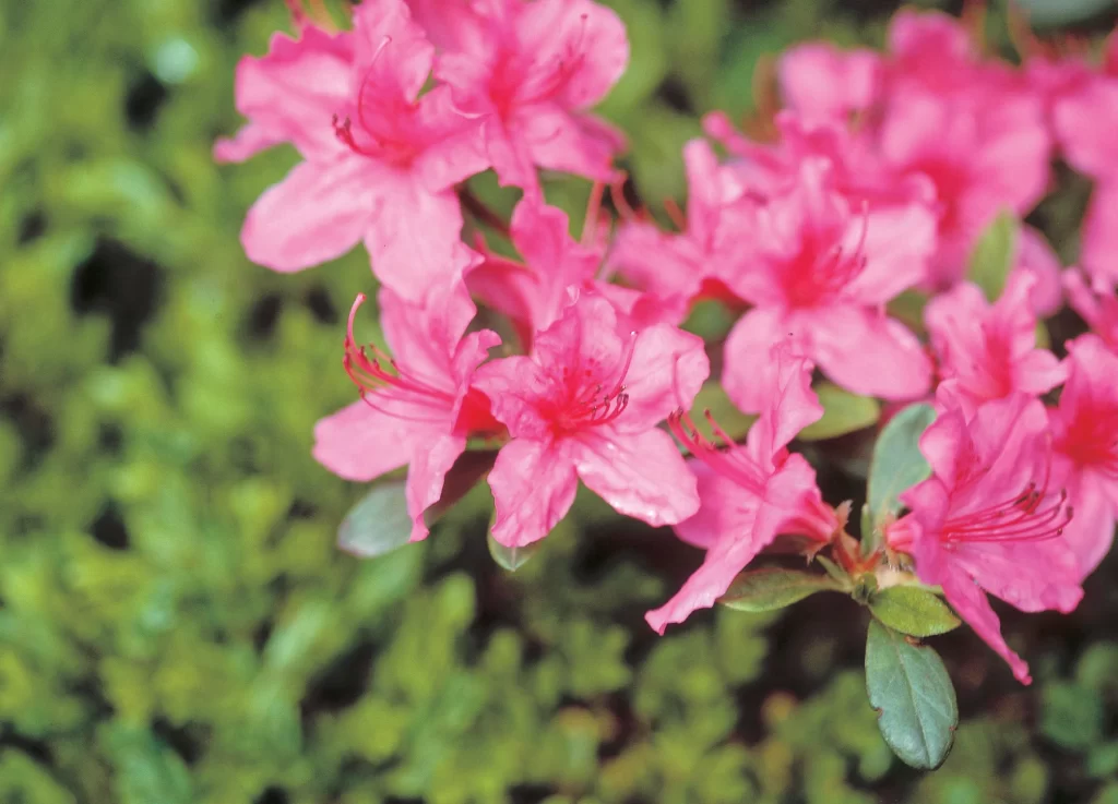 Pink Rhododendron Petals Bloom Green warm Leaves