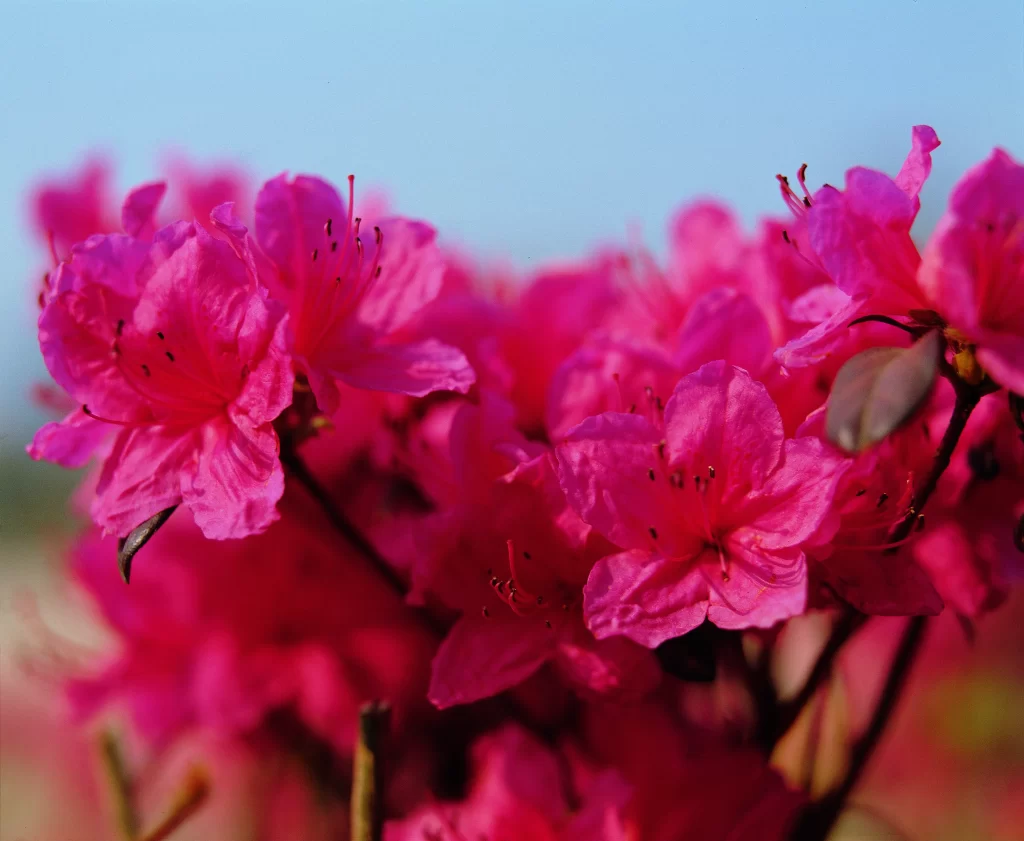 Pink Rhododendron Petals Bloom warm Nature