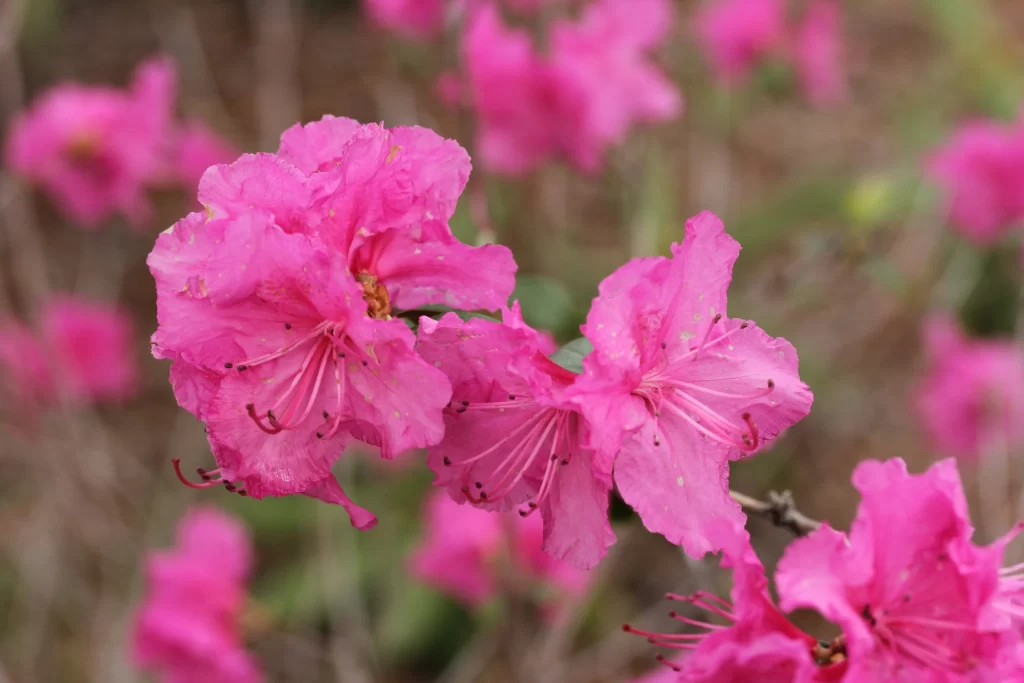 Pink Rhododendron Petals Blooming warm Nature