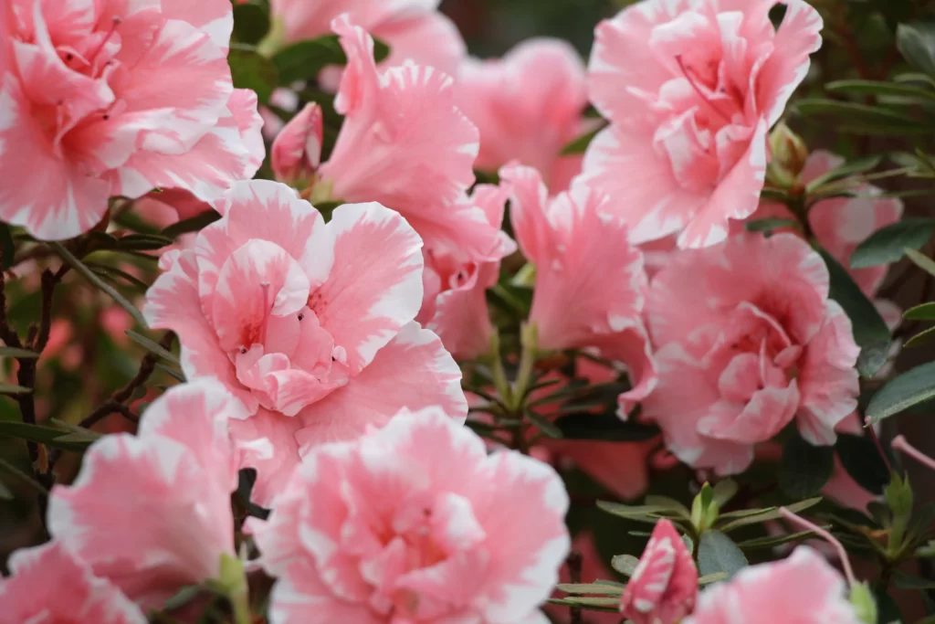 Pink Rhododendron Petals Blooming warm Green
