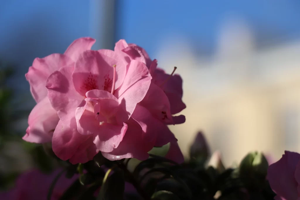 Pink Rhododendron Petals Bloom Sunlight