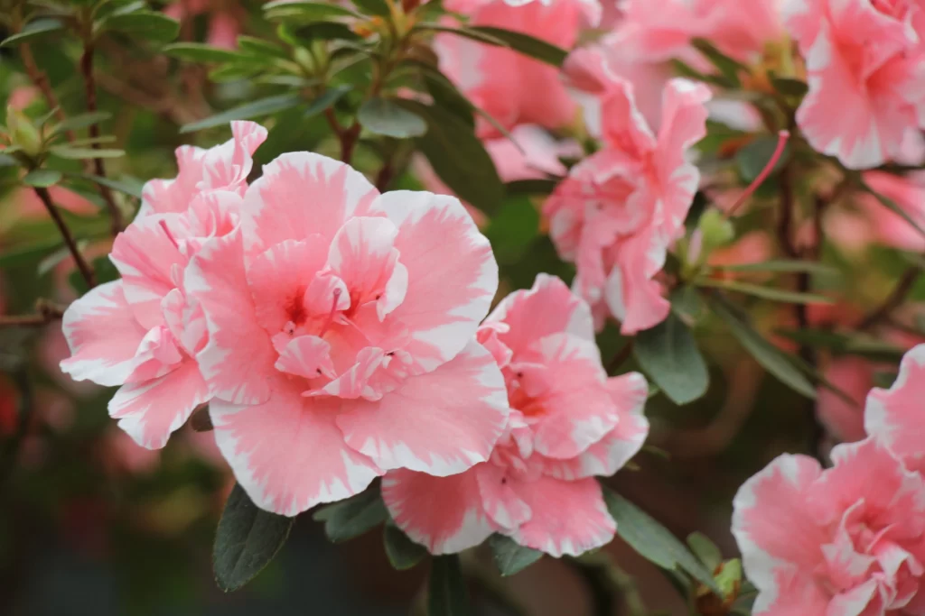 Pink Rhododendron Petals Ruffled Edges Dark Green Leaves