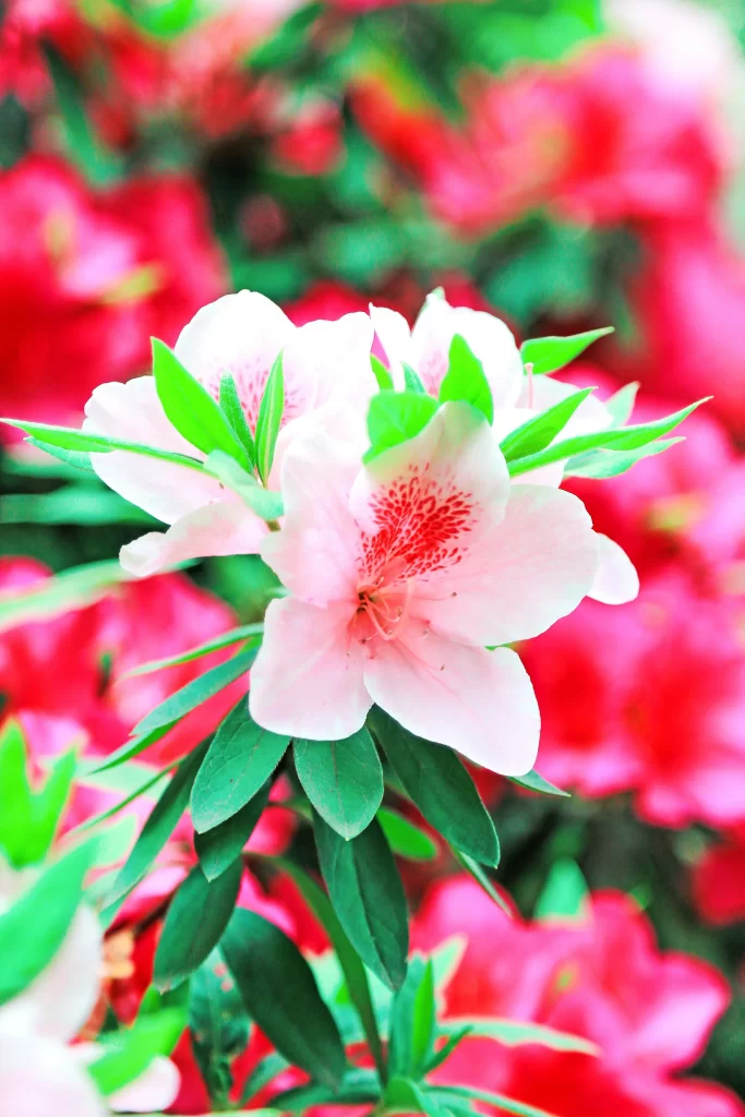 Pink Rhododendron Petals Green Leaves Red Speckles