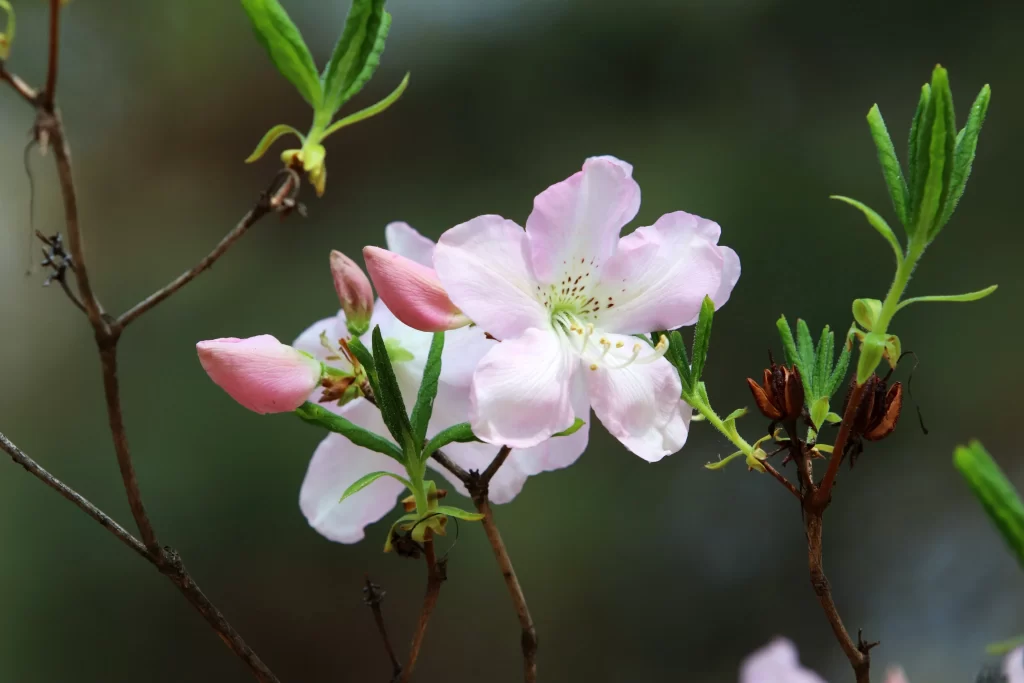 Pink Rhododendron Petals Blooming Green gray Leaves