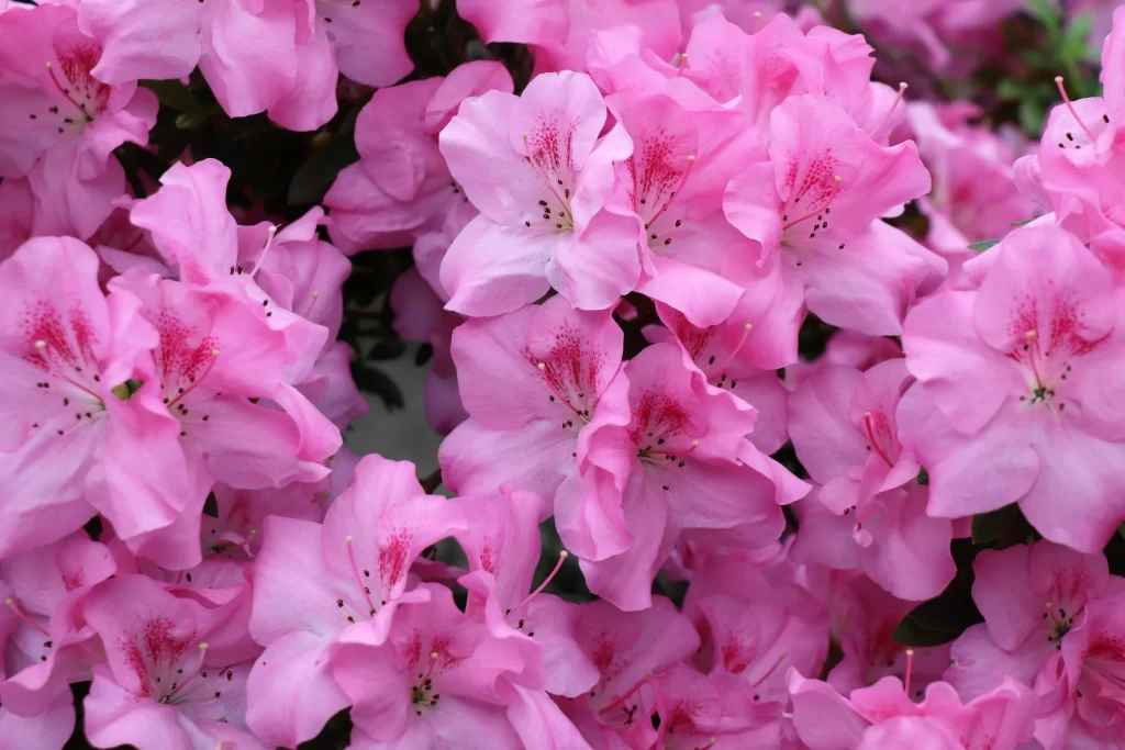 Pink Rhododendron Petals Blooms Dense Cluster