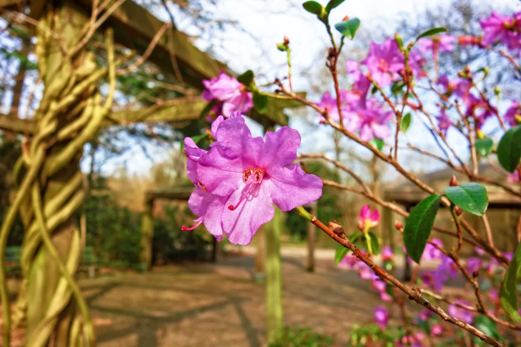 Pink Rhododendron Petals Blooming Branches