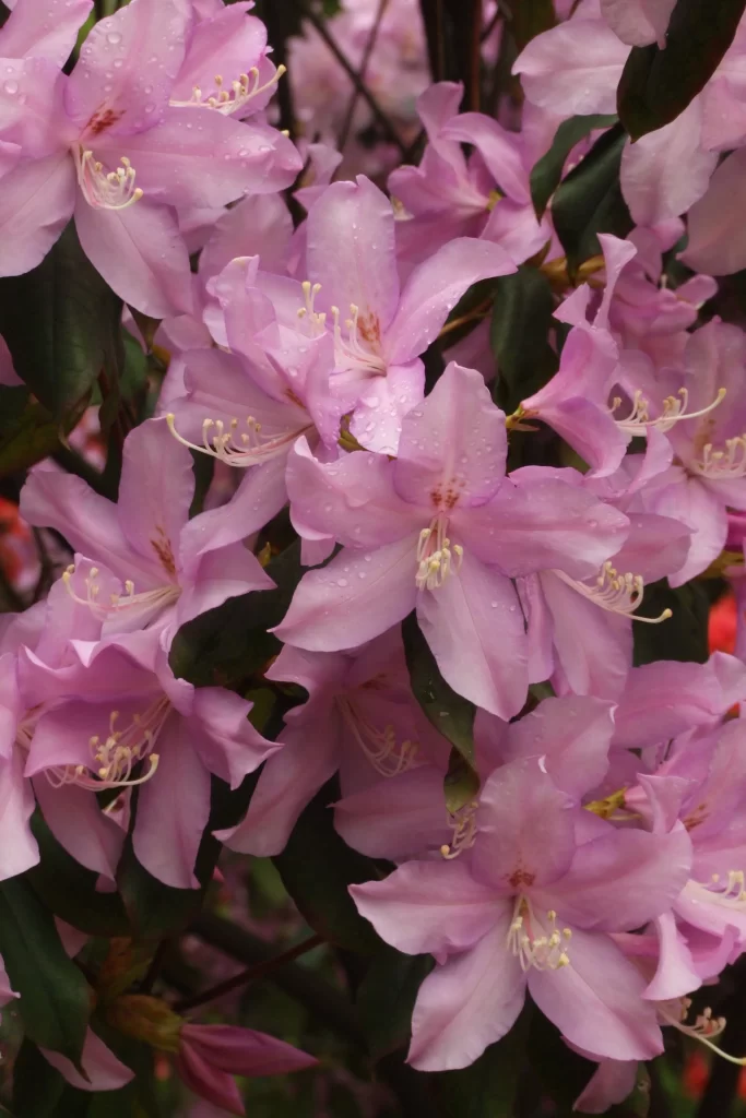 Pink Rhododendron Petals Dewdrops Dark Leaves