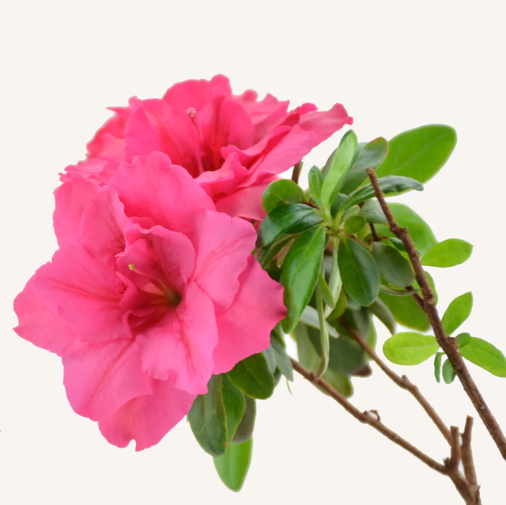 Pink Rhododendron Petals Blooming Green warm Leaves