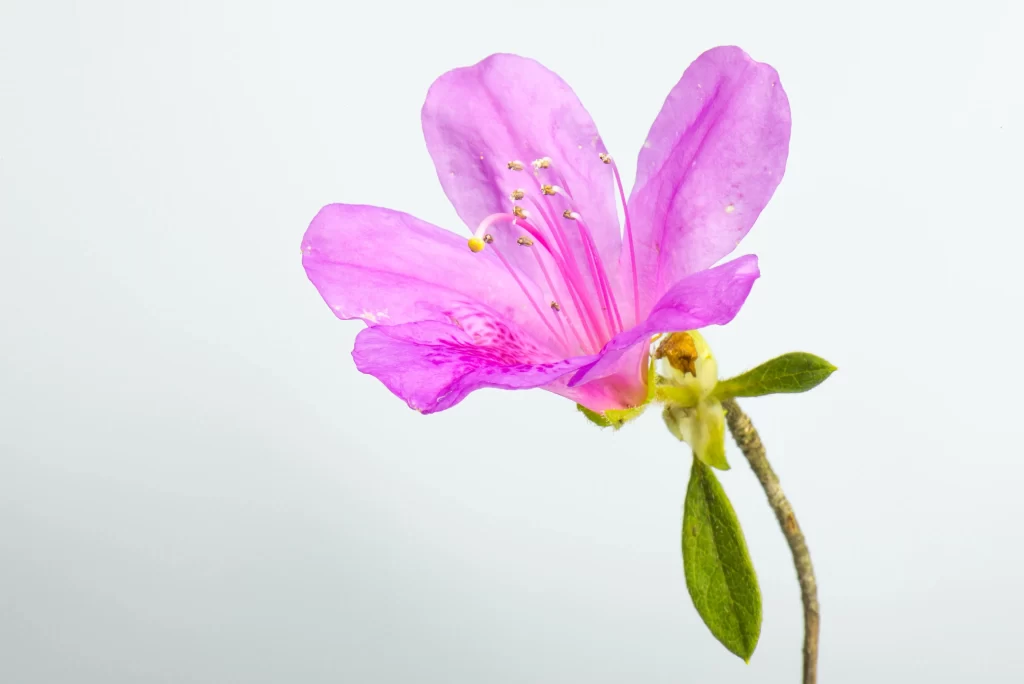 Pink Rhododendron Petals Stamen Green white Leaves