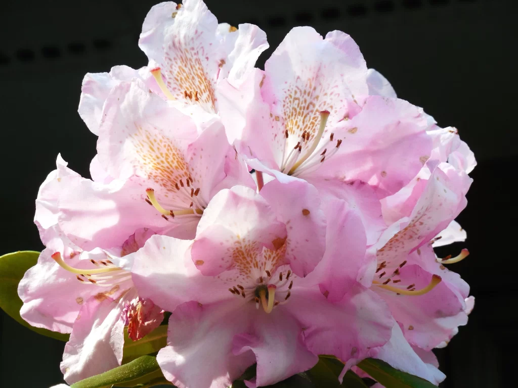 Pink Rhododendron Petals Blooming Speckled Yellow