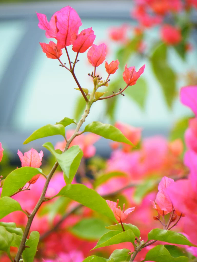 Pink Rhododendron Petals Vibrant Green warm Leaves