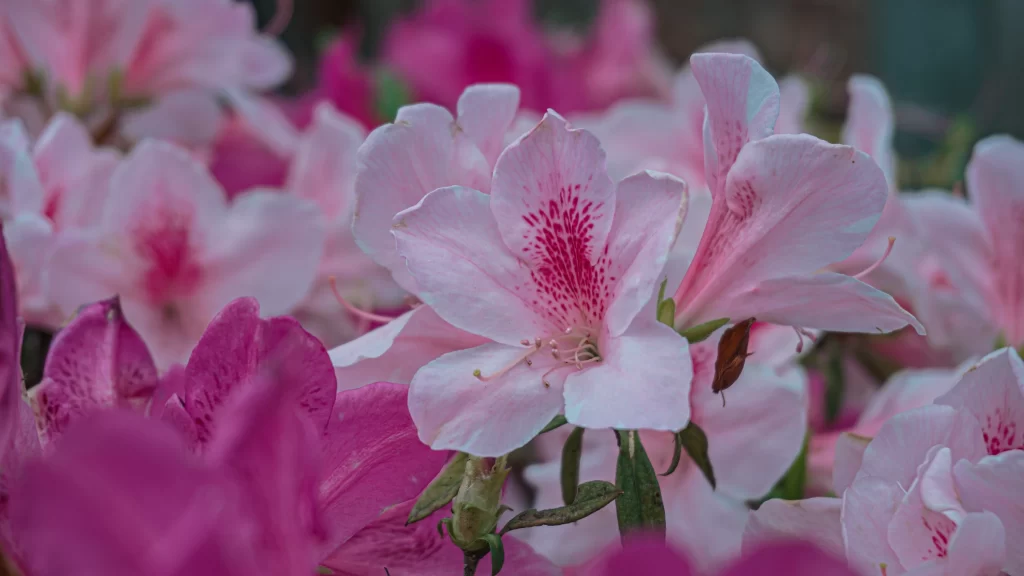 Pink Rhododendron Petals Speckled Garden
