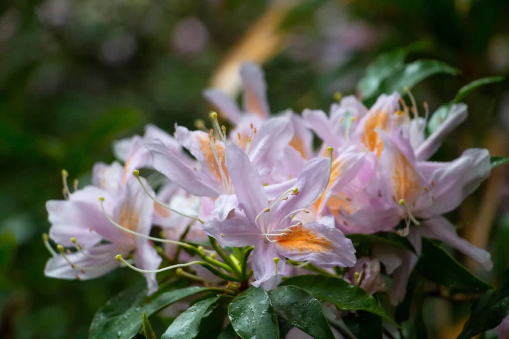 Pink Rhododendron Petals Blooming Green gray Leaves