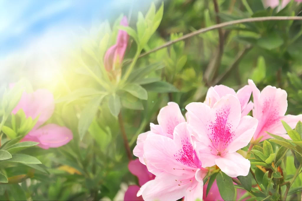 Pink Rhododendron Petals Green warm Leaves