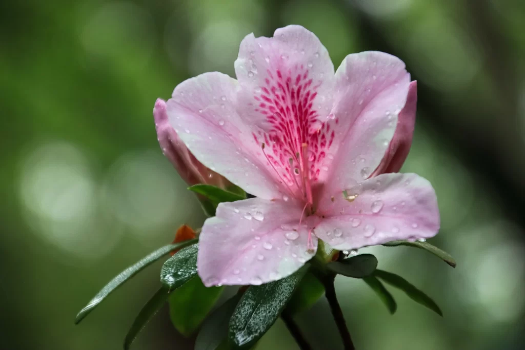 Pink Rhododendron Petals Dewdrops Green gray Leaves