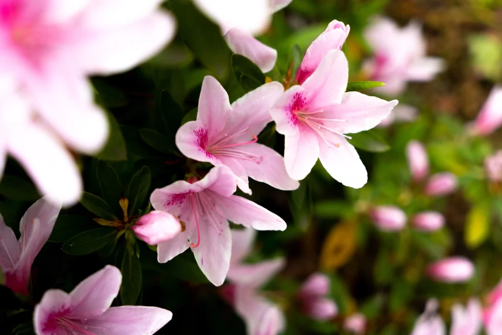 Pink Rhododendron Petals Bloom Green gray Leaves