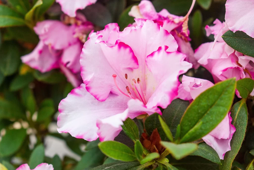 Pink Rhododendron Petals Ruffled Edges Green Leaves