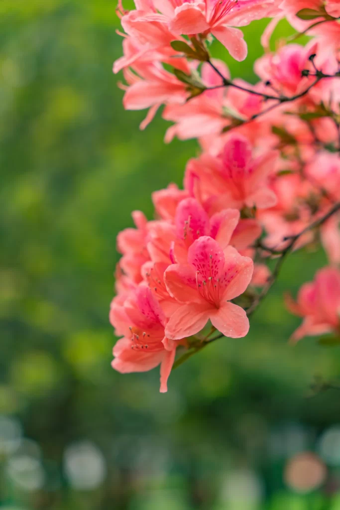 Pink Rhododendron Petals Vibrant Green Background