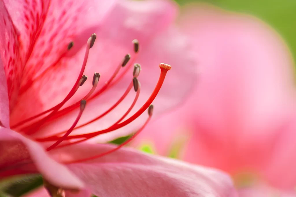 Pink Rhododendron Petals Stamen Fuzzy