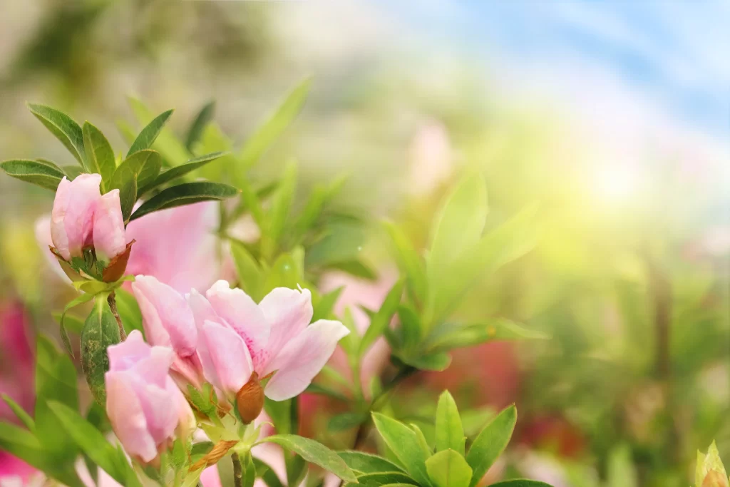 Pink Rhododendron Petals Green Leaves Soft Focus
