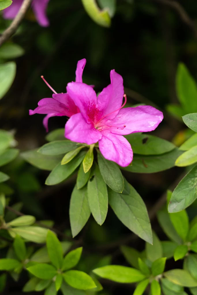 Pink Rhododendron Petals Green gray Leaves