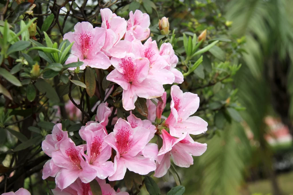 Pink Rhododendron Petals Blooming gray Green
