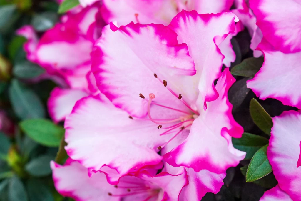 Pink Rhododendron Petals Edges Ruffled Stamens