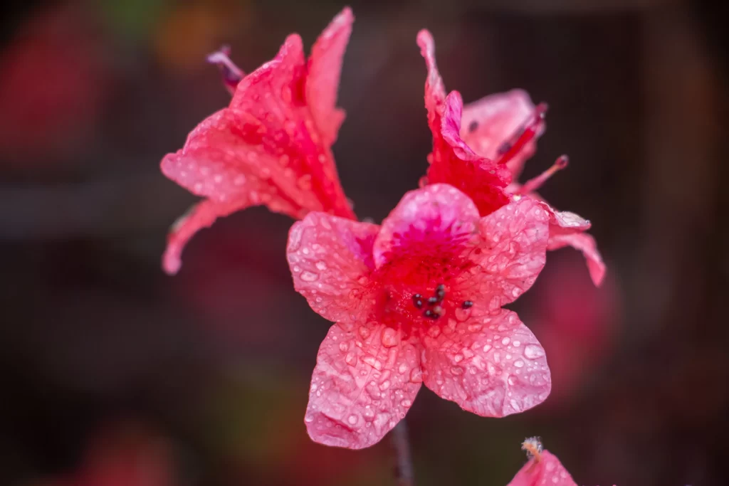 Pink Rhododendron Petals Dewdrops