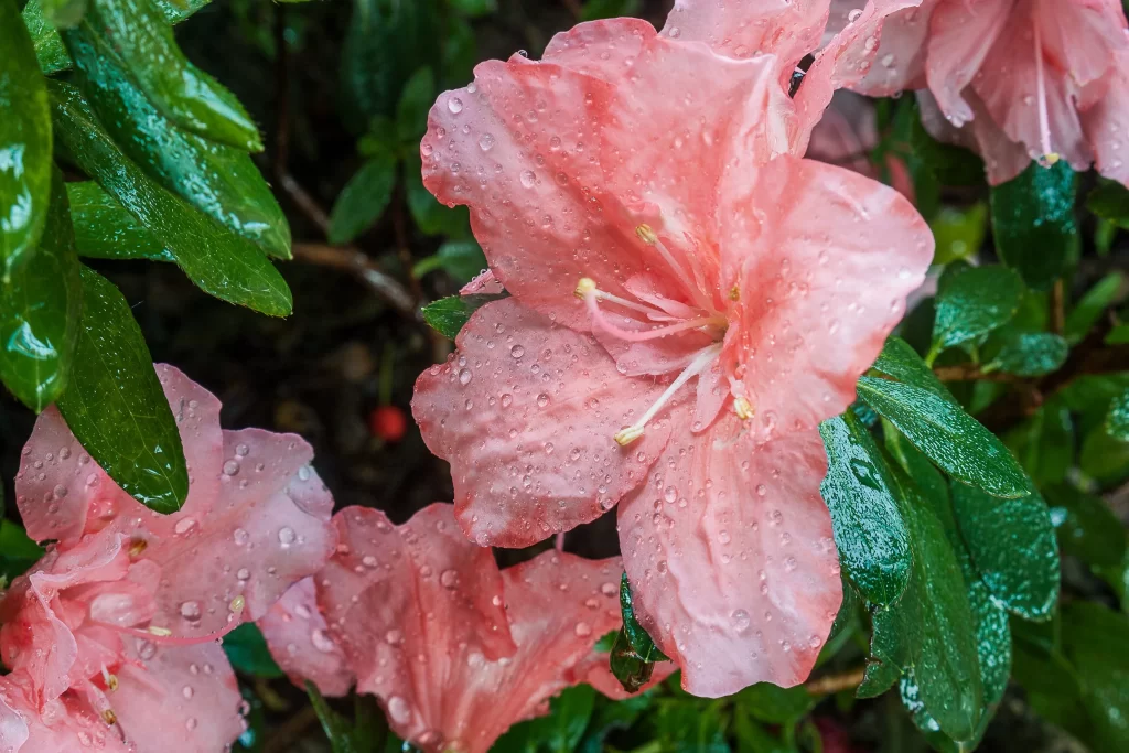 Pink Rhododendron Petals Dewdrops Green gray Leaves