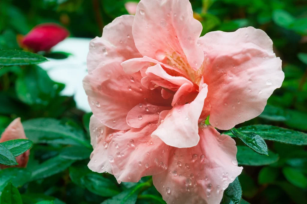 Pink Rhododendron Petals Dewdrops Green gray Leaves