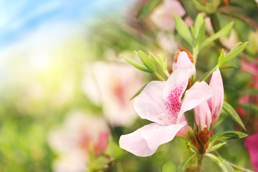 Pink Rhododendron Petals Green Leaves Blurred Background