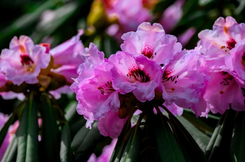 Pink Rhododendron Petals Blooming Dark Green Leaves