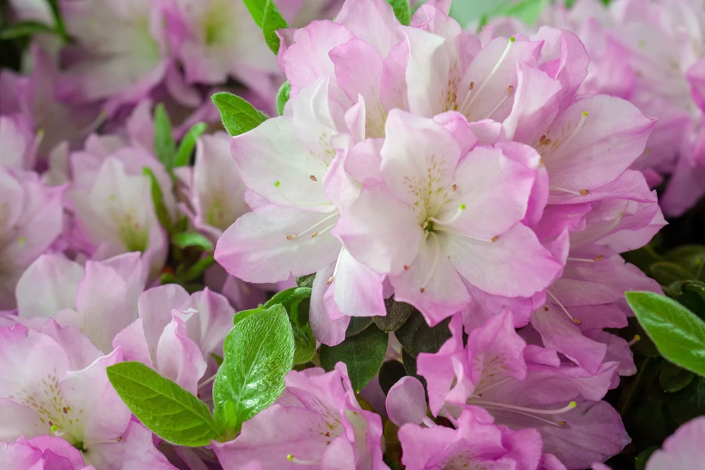 Pink Rhododendron Petals Green gray Leaves