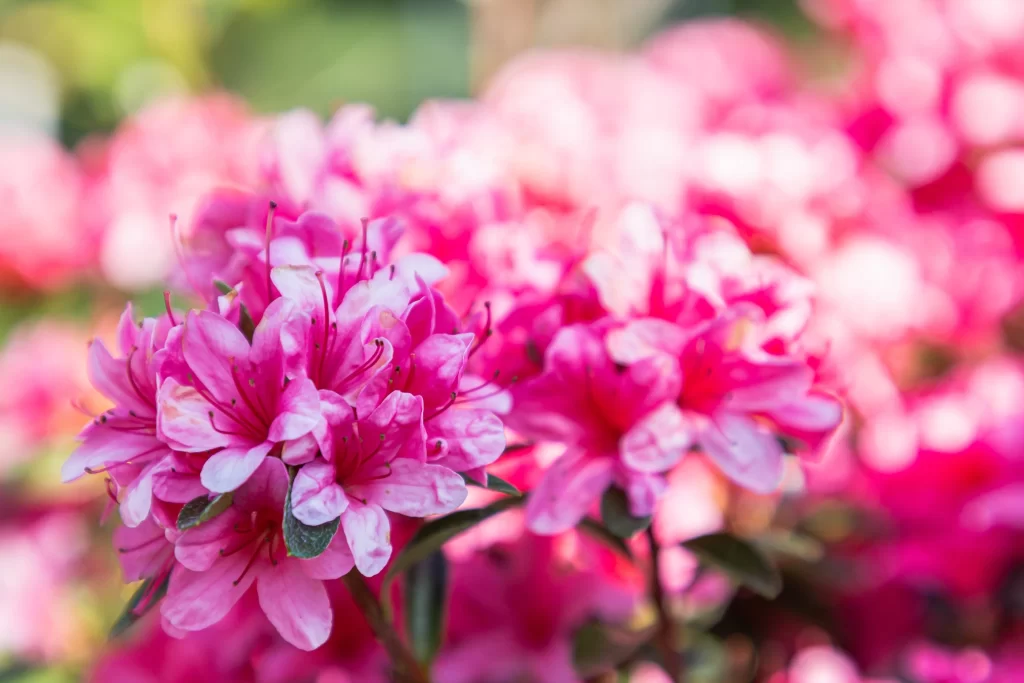 Pink Rhododendron Petals Bloom Dense