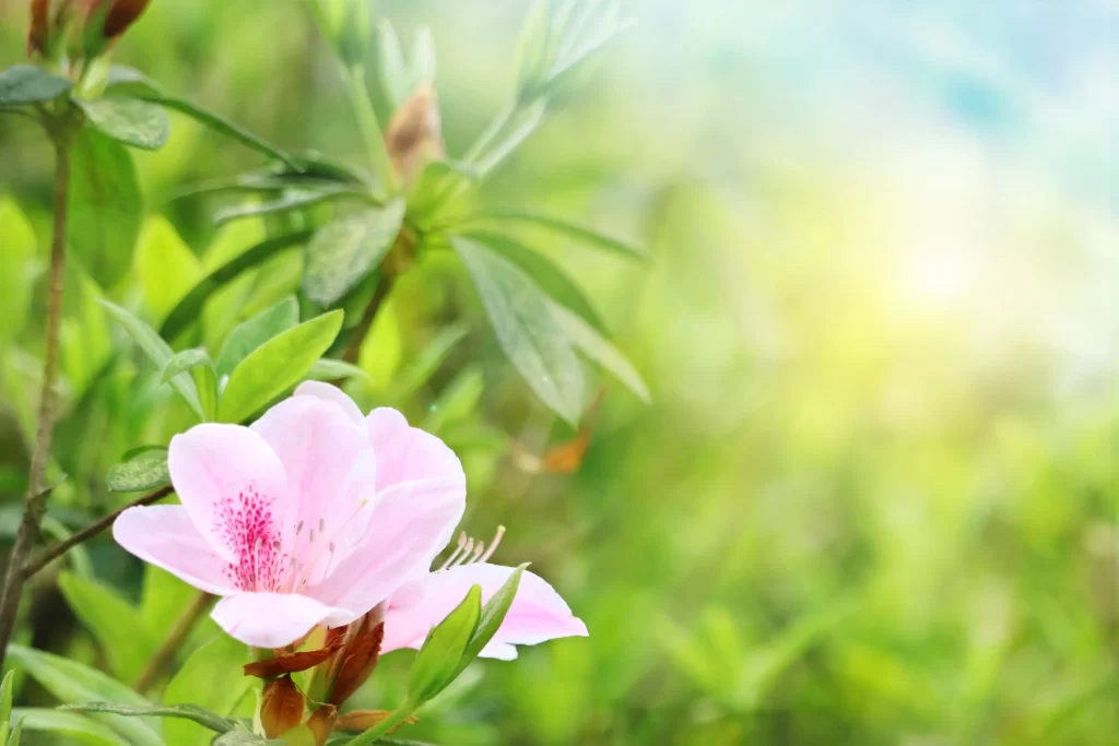 Pink Rhododendron Petals Green Leaves Nature