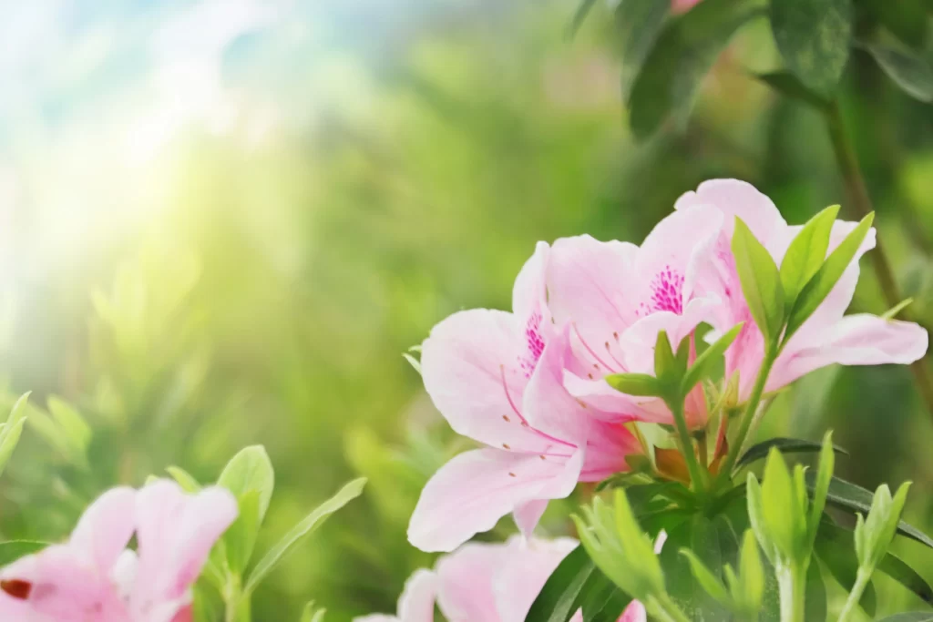 Pink Rhododendron Petals Green Leaves Sunlight