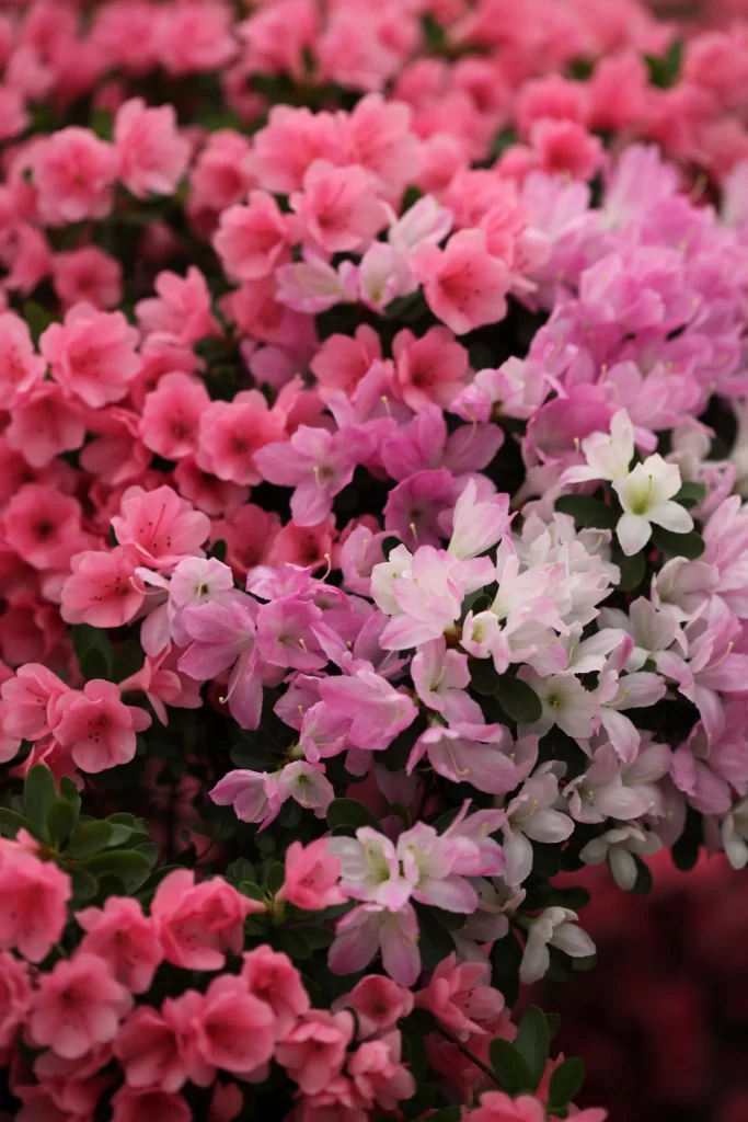 Pink Rhododendron Petals Dense warm Blooms