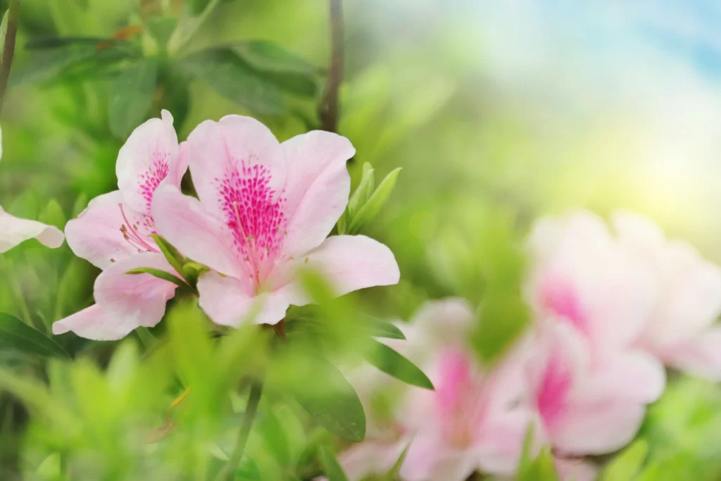 Pink Rhododendron Petals Green warm Leaves