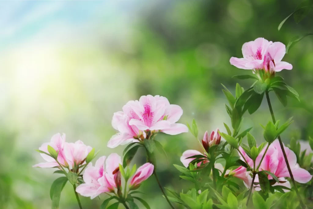 Pink Rhododendron Petals Green warm Leaves