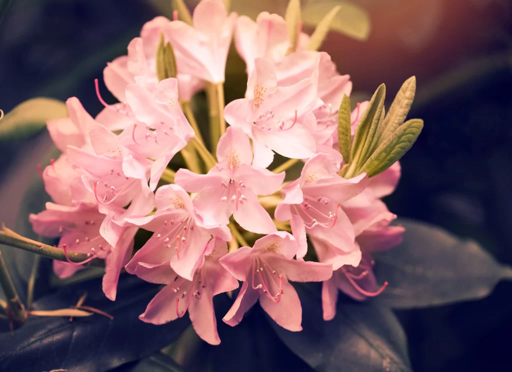 Pink Rhododendron Petals Bloom Green warm Leaves