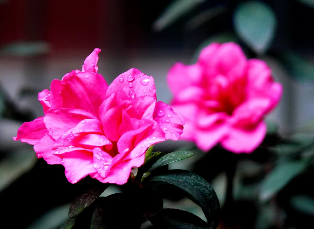 Pink Rhododendron Petals Dewdrops Dark warm Background