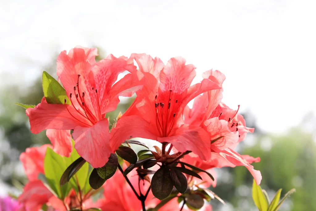 Pink Rhododendron Petals Bloom warm Nature