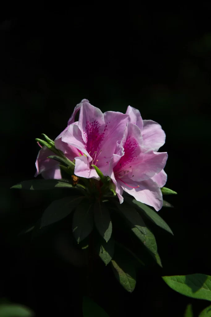 Pink Rhododendron Petals Blooming Dark Background
