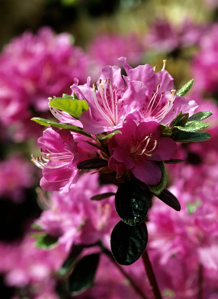 Pink Rhododendron Petals Blooming Green warm Leaves