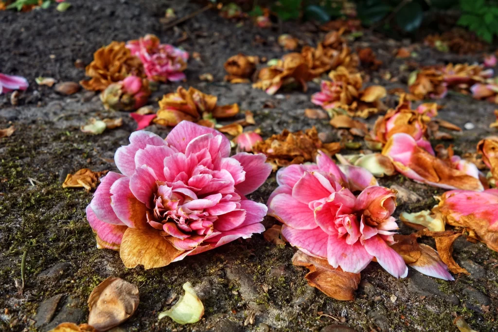 Pink Rhododendron Petals Mossy Ground
