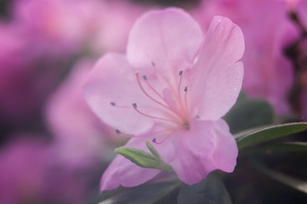Pink Rhododendron Petals Stamen Green warm Leaves