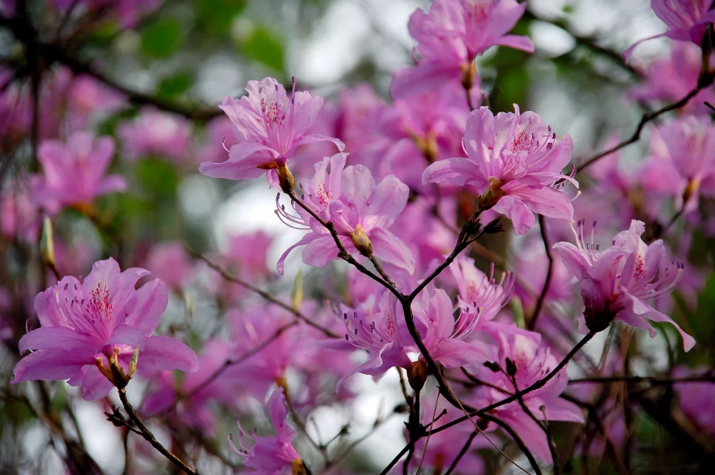 Pink Rhododendron Petals Blooming warm Nature
